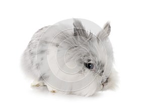 Angora Mini Lop