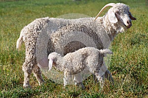 Angora mother and son