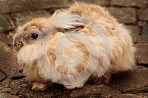 Angora Rabbit