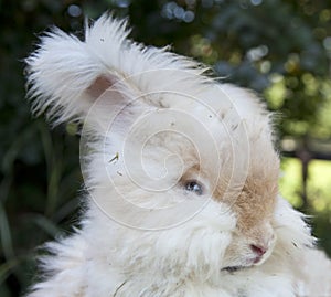 Angora Rabbit--Head