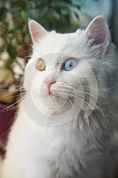 Angora white cat with blue and yellow eyes sitting on window sill and looking curious