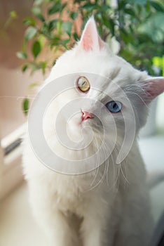 Bílý kočka modrý a oči na práh a hledá zvědavý 