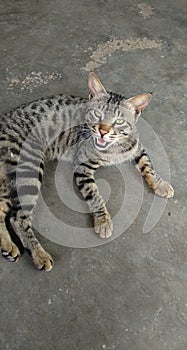 Angray angry cat indian vat pat cat danger loking cat