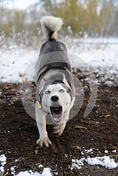 Angrily barking dog on the nature