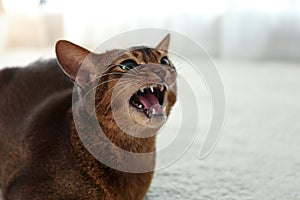 Angry Abyssinian cat on blurred background. Troublesome pet