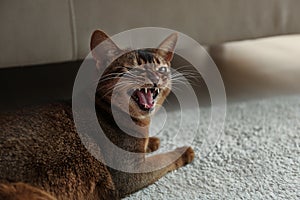 Angry Abyssinian cat on floor. Troublesome pet