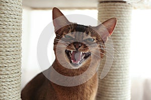 Angry Abyssinian cat on pet tree at home. Troublesome pet photo