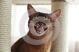 Angry Abyssinian cat on pet tree at home. Troublesome pet