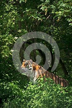 Angry tiger in wild