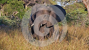 Angry African elephant with ivory tusks shaking its head in the bush on safari in Bwabwata National Park, Caprivi, Namibia.