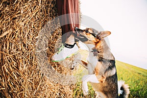 Angry Aggressive Mixed Breed Dog Dog Bites A Leg Of A Man Running Across Field