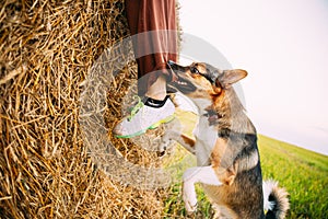 Angry Aggressive Mixed Breed Dog Dog Bites A Leg Of A Man Running Across Field