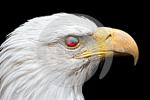 Angry American bald eagle. Zombie looking bird with eye nictitating membrane reflecting red light