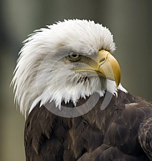 Angry American Eagle