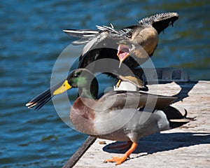 Angry Anhinga Yelling At Mallard Duck