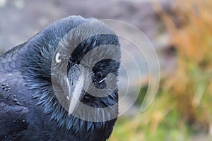 Angry Australian Raven