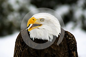 Angry Bald Eagle (Haliaeetus; leucocephalus)