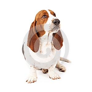 Angry Basset Hound Scowling - Extracted