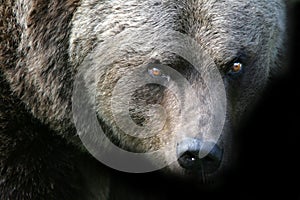 Angry bear photo