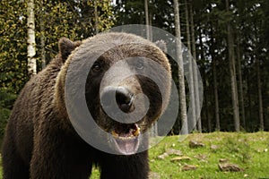 Angry Bear Roars