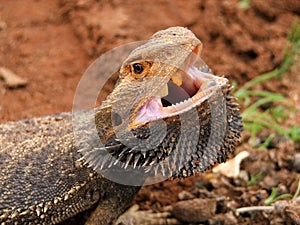 Angry Bearded Dragon