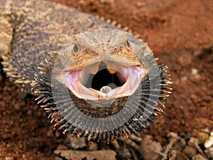 Angry Bearded Dragon