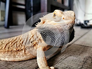 Angry bearded dragon