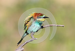Angry bee eater