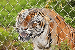 An Angry Bengal Tiger in a Zoo Cage