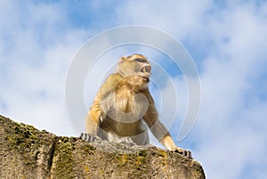 Angry berber monkey