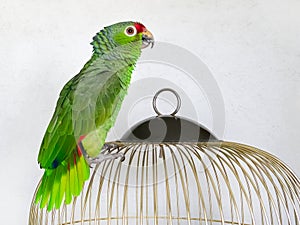 An angry big green Amazonian parrot is sitting on a cage. Portrait of a parrot on a white background. Breeding songbirds at home