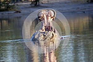 Angry Big Hippopotamus, Hippopotamus amphibius, defends the territory, in the Moremi National Park, Botswana