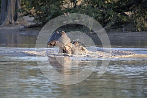 Angry Big Hippopotamus, Hippopotamus amphibius, defends the territory, in the Moremi National Park, Botswana