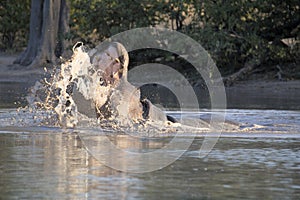 Angry Big Hippopotamus, Hippopotamus amphibius, defends the territory, in the Moremi National Park, Botswana