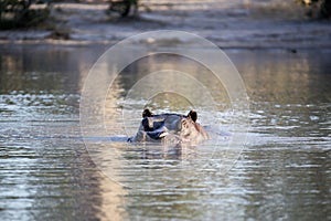 Angry Big Hippopotamus, Hippopotamus amphibius, defends the territory, in the Moremi National Park, Botswana