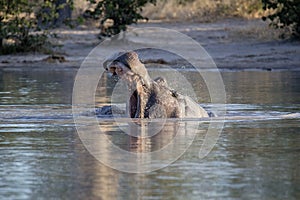 Angry Big Hippopotamus, Hippopotamus amphibius, defends the territory, in the Moremi National Park, Botswana