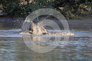 Angry Big Hippopotamus, Hippopotamus amphibius, defends the territory, in the Moremi National Park, Botswana