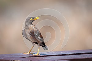 Angry bird with blur background