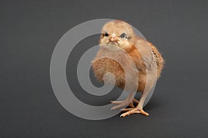 Angry Bird - chick. isolated on black background