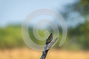 Angry bird Eurasian or European roller or Coracias garrulus perched with green background at tal chhapar blackbuck sanctuary