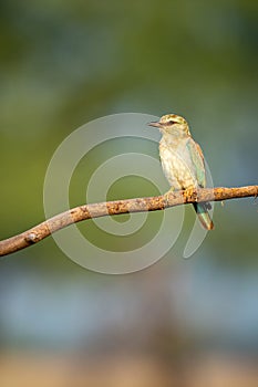 Angry bird Eurasian or European roller or Coracias garrulus perched with green background at tal chhapar blackbuck sanctuary