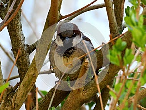 Angry bird glares back at you