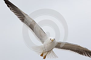 Angry bird. Grumpy looking seagull searching to steal food.