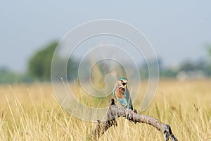 Angry bird Indian roller or Coracias benghalensis on a beautiful wood perch at tal chhapar , churu, india