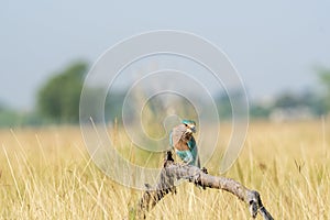 Angry bird Indian roller or Coracias benghalensis on a beautiful wood perch at tal chhapar , churu, india