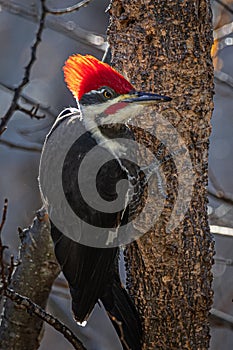Angry Bird Male Pileated Woodpecker