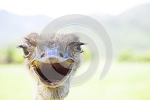Angry bird.ostrich face