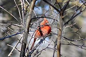 Angry Bird at Rouge Park, Toronto, Ontario, Canada