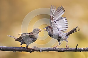 Angry birds fighting on a tree branch with its wings outstretched photo