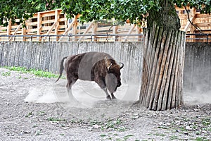 Angry bison charging
